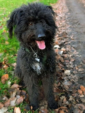 Mora - gebt Mora eine Chance 