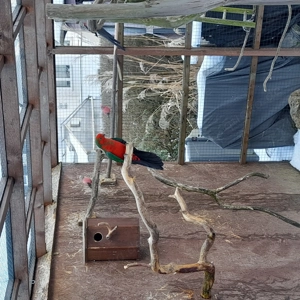 Königsittichhenne und Hahn  Bild 3