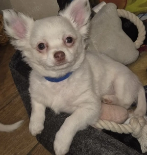 Chihuahua langhaar Abgabe bereit 