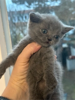 Britisch Kurzhaar Kitten in Blau   reservierungsbereit