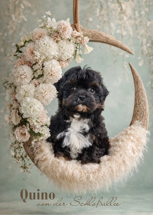 Wunderschöne Bolonka Zwetna Welpen suchen ihre Traumfamilie Bild 3