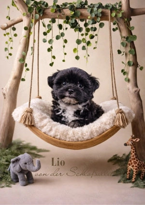 Wunderschöne Bolonka Zwetna Welpen suchen ihre Traumfamilie Bild 2