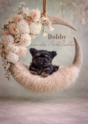 Wunderschöne Bolonka Zwetna Welpen suchen ihre Traumfamilie Bild 4