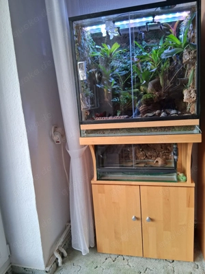 Rana-Terrarium inkl. kompletter Technik & Besatz   sofort startklar