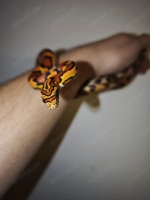 Terrarium mit 3 Kornnatter 