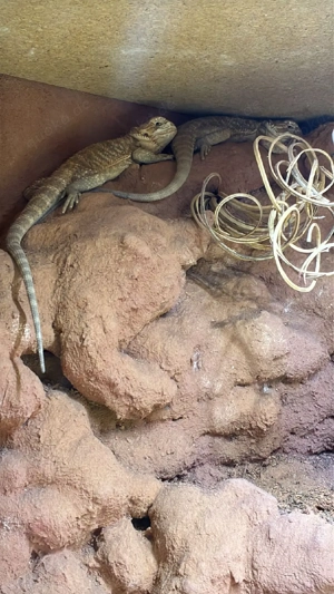 2 Bartagamen weibchen zur Abgabe 