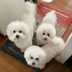 entzückender Bichon Frisé