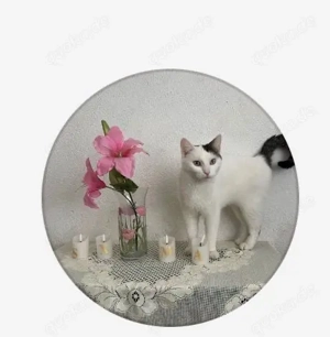 Hauskatze mit Freigang sucht neues Zuhause