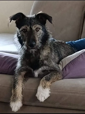 Charmantes Hundemädchen Holly sucht Ihre Lieblingsmenschen 