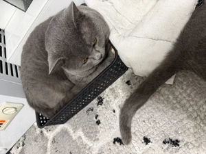 Katzenpaar zu verschenken reinrassige BKH 