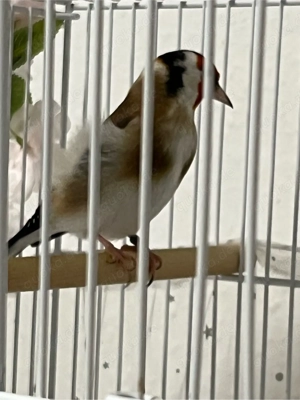 stiglitz majork mänlich