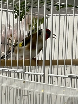 stiglitz majork mänlich Bild 2