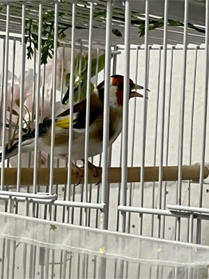 stiglitz majork mänlich Bild 3