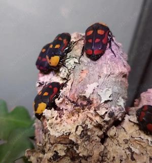 Springspinnen, Wandelnde Blätter, Gottesanbeterin, Skorpion...  Bild 3