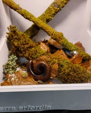 Springspinnen, Wandelnde Blätter, Gottesanbeterin, Skorpion...  Bild 4