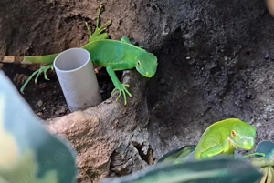 Fidschi Leguane Nachzuchten