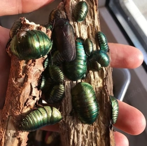 Springspinnen, Wandelnde Blätter, Gottesanbeterin, Skorpion...  Bild 6