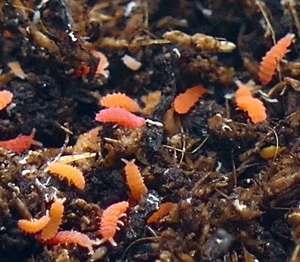 Springspinnen, Wandelnde Blätter, Gottesanbeterin, Skorpion...  Bild 7