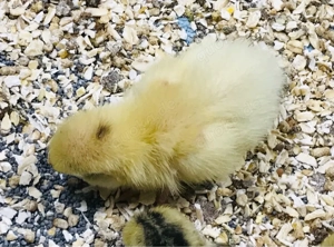 Bruteier von Legewachteln   Wachteln