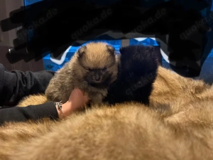 zwei süße Pomeranian welpen suchen bald ein zu hause
