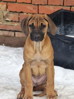 Rhodesian Ridgeback Welpen 