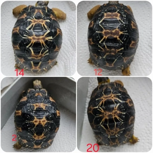 Astrochelys radiata - Strahlenschildkröten von 2025 