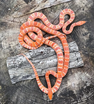 Pantherophis guttatus 1.1 Fluorescent Red Whitehatch