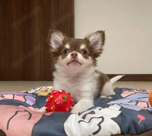 gut aussehender Chihuahua