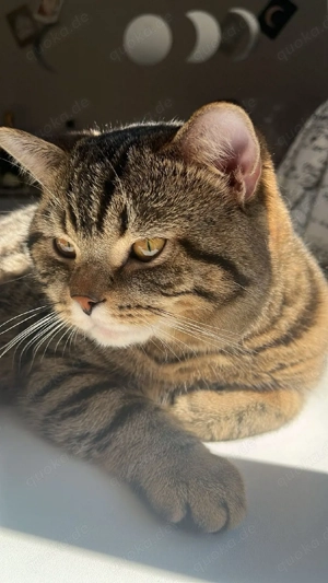 Junger BKH getigert braucht neues Zuhause