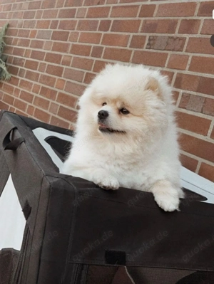 Poméranian zwergspitz Bild 2