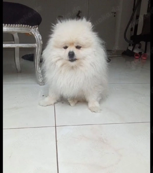 Poméranian zwergspitz