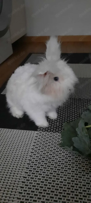 2 Kaninchen Teddy und Schlappohr 