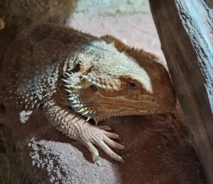Zentralbartagame (Pogona vitticeps), männlich, 2,5 Jahre   erfahrene Halter