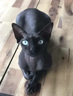 Suche Don Sphynx Kater genau am liebsten mit dieser Farbe von Haut und Augen 