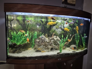 Panorama Aquarium zu verkaufen 