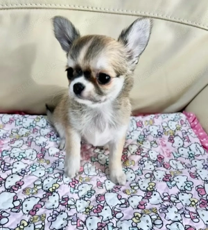 entzückender Chihuahua