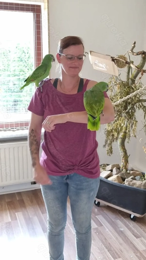 Zahme Gelbstirnamazonen 