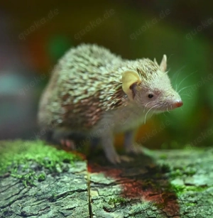 Suche 1,1 kleiner Igeltanrek (Echinops telfairi)