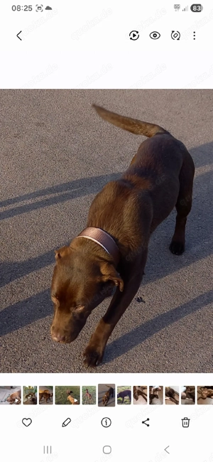 Labrador Deckrüde