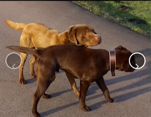 Labrador Deckrüde Bild 3