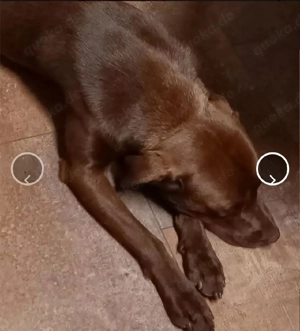 Labrador Deckrüde Bild 2