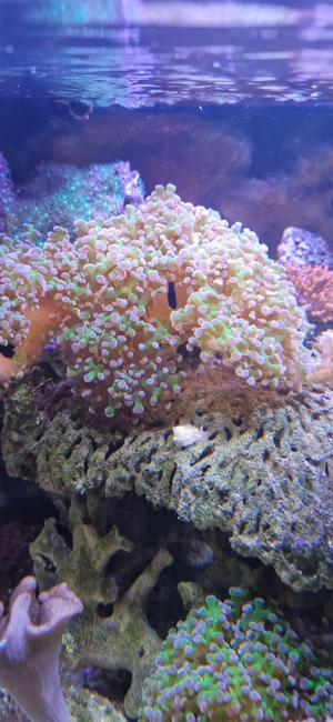 Euphyllia paradivisa Toxic Green   pink Tips