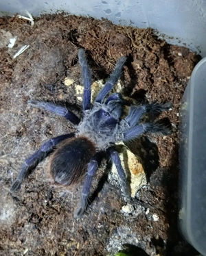 Vogelspinne P.sazimai 0.0.1