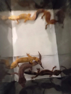 Leopardgeckos (5er Gruppe)