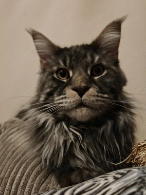 Maine Coon deckkater