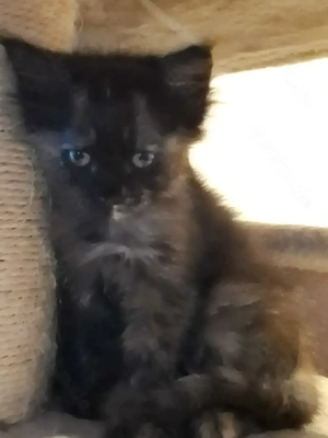Zuckersüße Maine Coon Kitten 