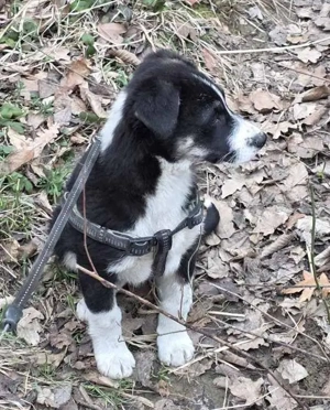 Basty (geb. ca. 10 2025) lebt im Tierheim in Bosnien und sucht ein Zuhause