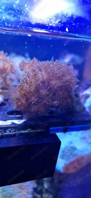 WYSIWYG Knopia octocontacanalis Briareum