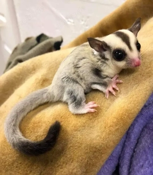 Suger Glider Zu verkaufen