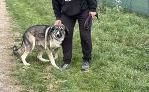 Bingo sucht seinen Hauptgewinn!